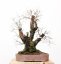 Prunus mahaleb #45