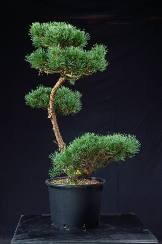 Pinus sylvestris Watereri NIW.1