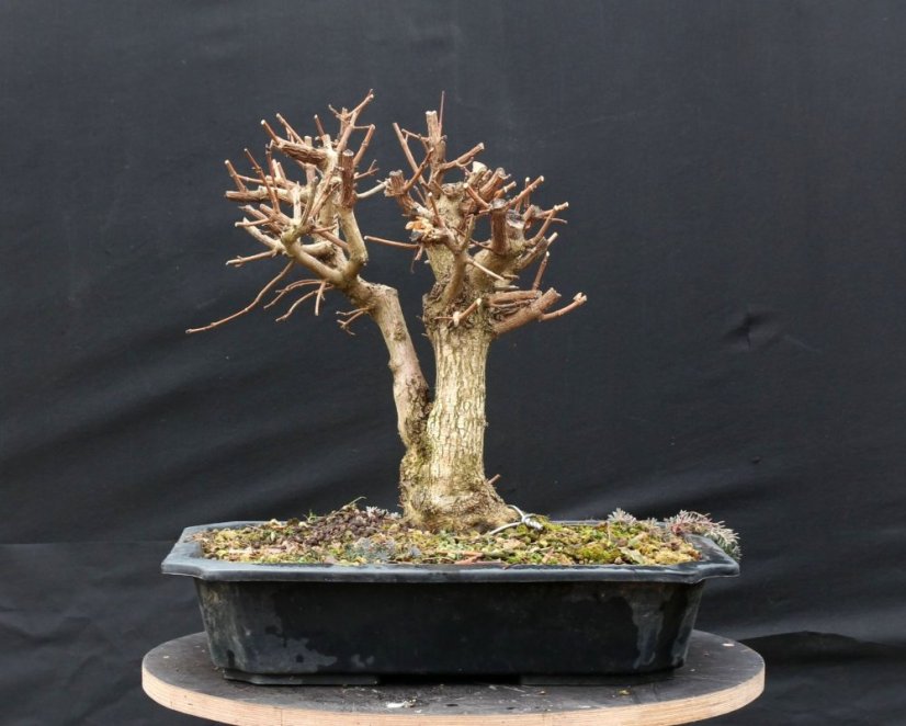 Acer campestre #04