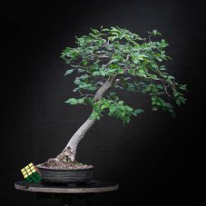 Carpinus koreana KH10