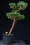 Pinus sylvestris Watereri NIW.5