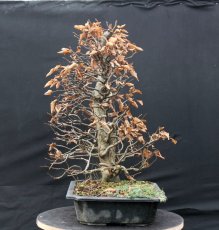 Carpinus betulus #05
