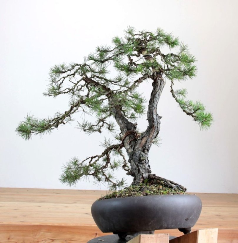 Pinus sylvestris #07