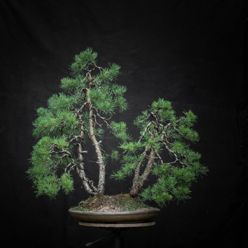 Pinus sylvestris #03