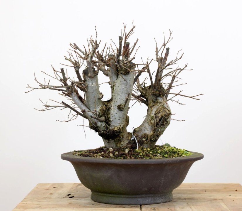 Ulmus minor #02