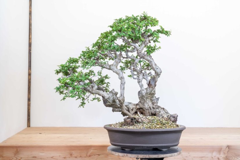 Carpinus orientalis no.4