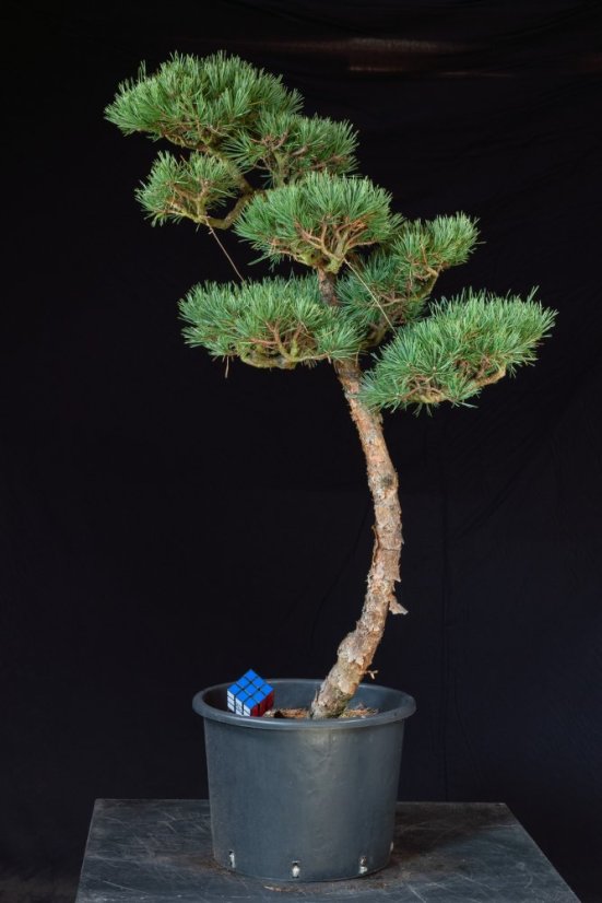 Pinus sylvestris Watereri NIW.10
