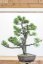 Pinus nigra#05