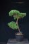 Pinus sylvestris Watereri NIW.20