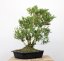 Buxus sempervirens #01