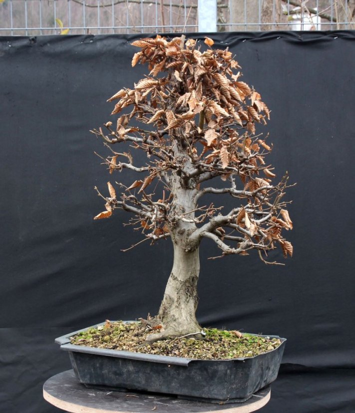 Carpinus betulus #11