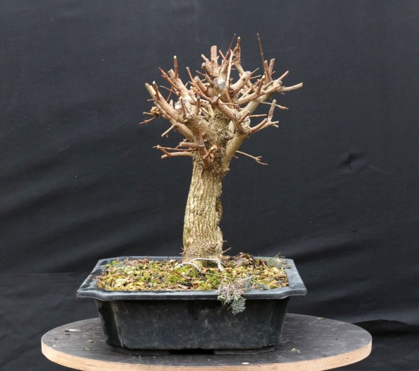 Acer campestre #04