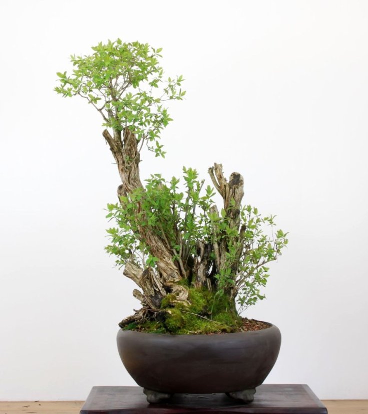 Lonicera tatarica #01
