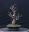 Acer tatar. ginnala #02