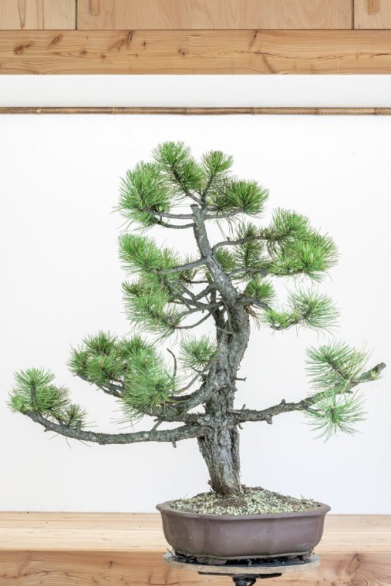 Pinus nigra#05
