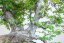 Carpinus orientalis no.5