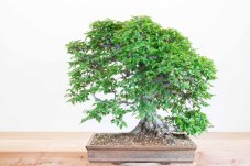 Carpinus orientalis no.2