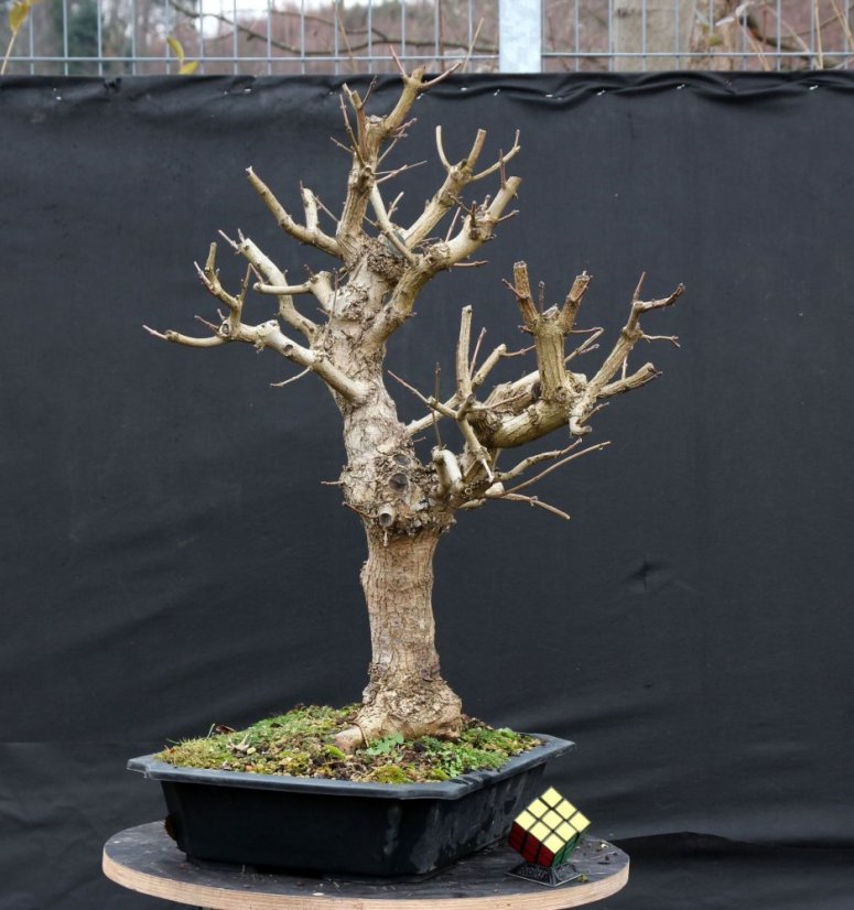 Acer campestre #07