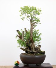 Lonicera tatarica #01