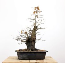 Carpinus betulus #12