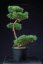 Pinus sylvestris Watereri NIW.1