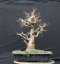 Acer campestre #05