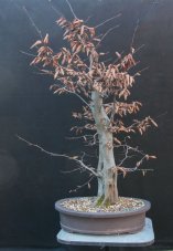 Carpinus betulus #06