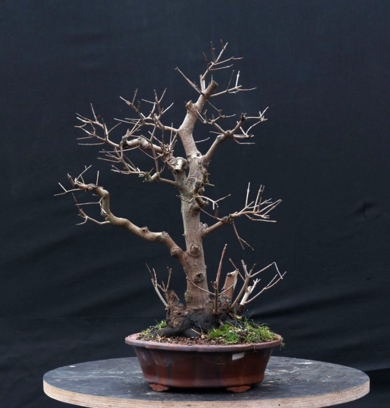 Acer tatar. ginnala #01