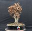 Carpinus betulus #01