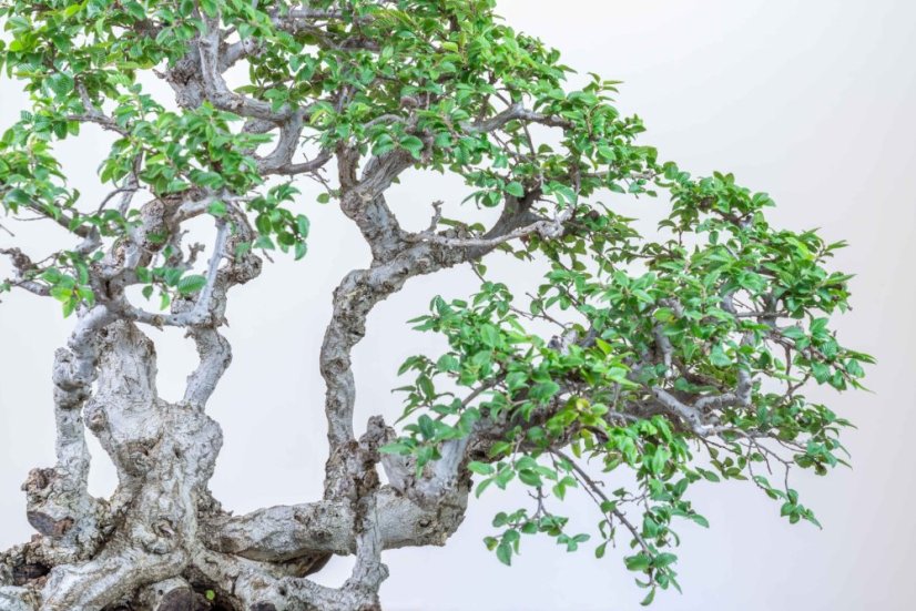 Carpinus orientalis no.4