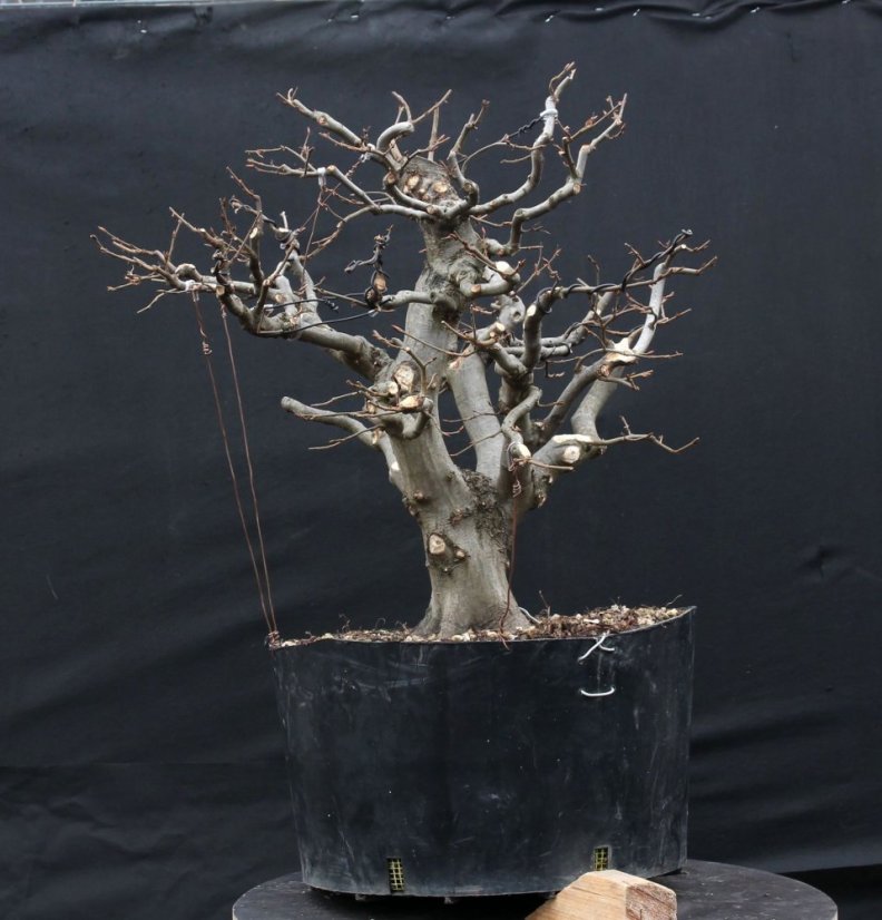 Carpinus betulus #09