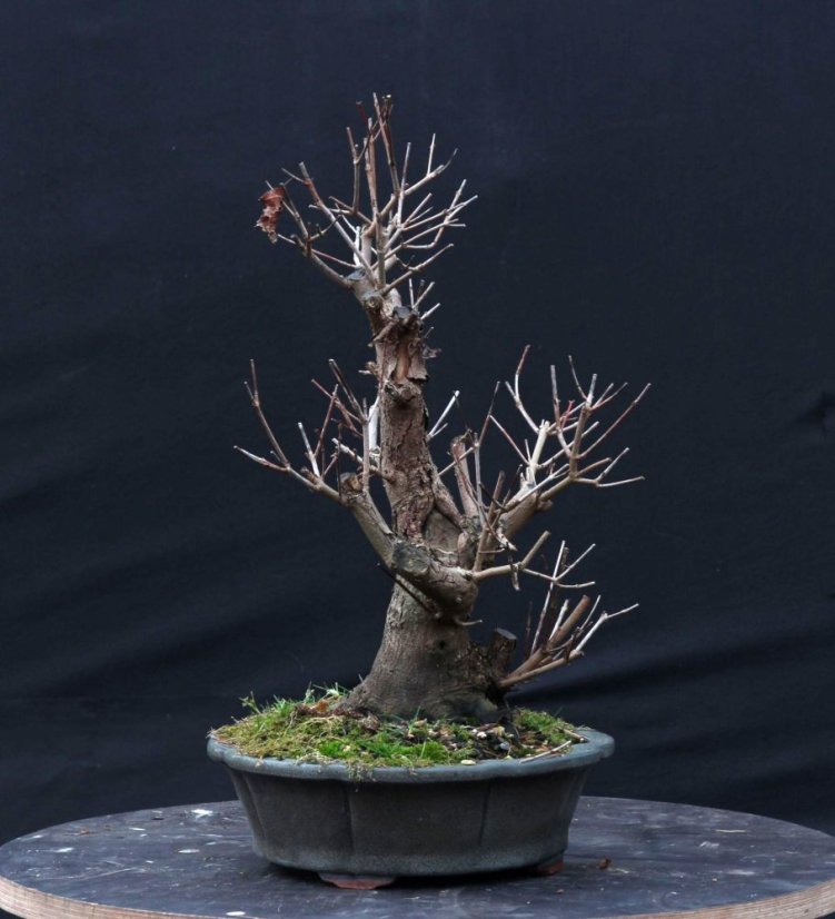 Acer tatar. ginnala #02
