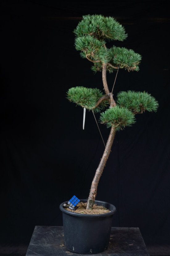 Pinus sylvestris Watereri NIW.16