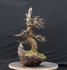 Larix decidua #02