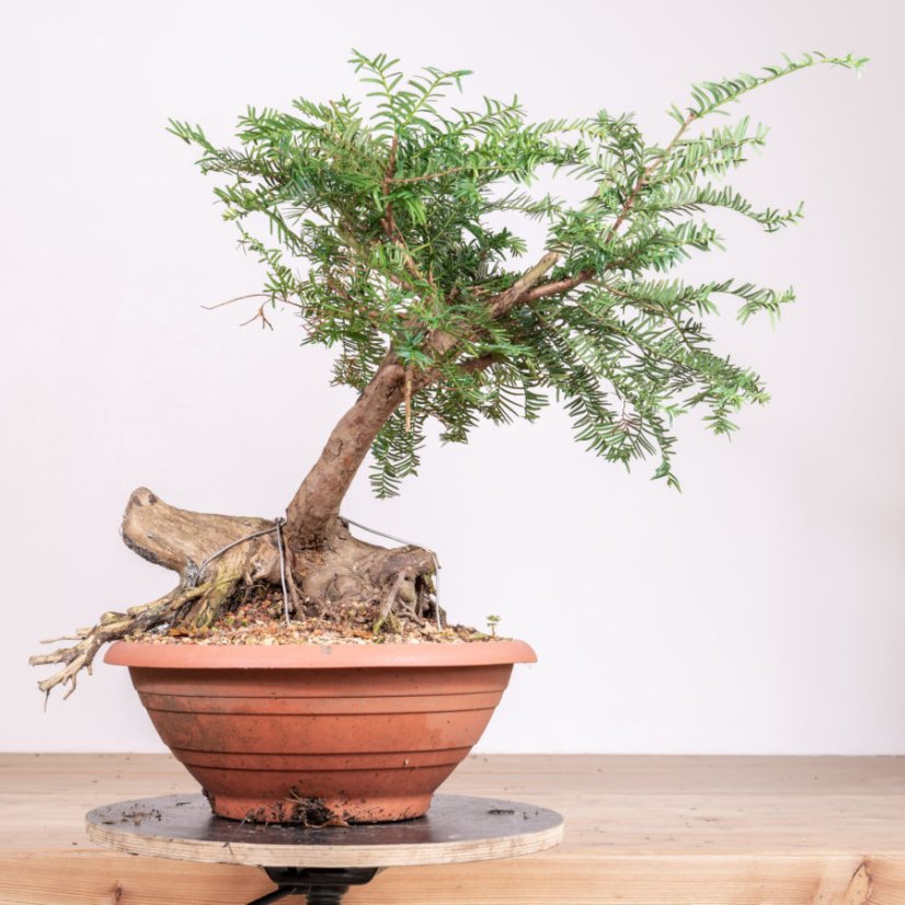 Taxus baccata no.21