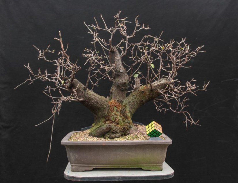 Prunus mahaleb #21
