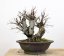 Ulmus minor #02