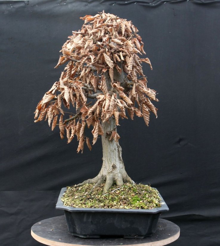 Carpinus betulus #08
