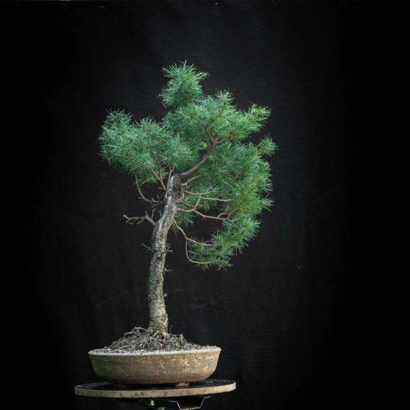 Larix decidua #09