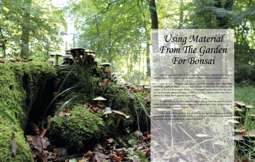 Bonsai Inspirations 1 - Harry Harrington