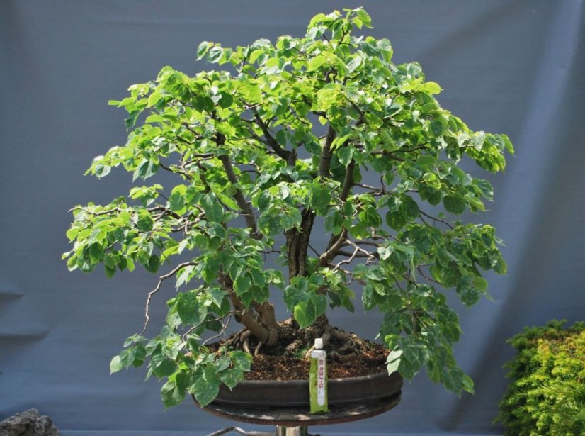 Tilia Cordata #01
