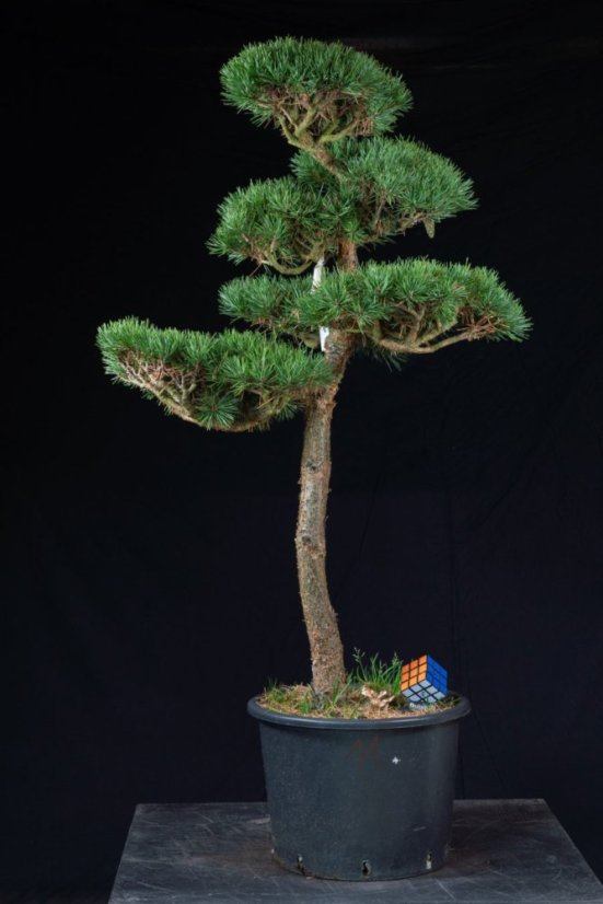 Pinus sylvestris Watereri NIW.10