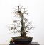 Carpinus betulus #13