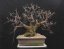 Prunus mahaleb #21