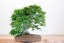 Carpinus orientalis no.2