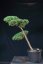 Pinus sylvestris Watereri NIW.20