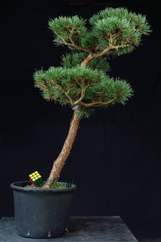 Pinus sylvestris Watereri NIW.5