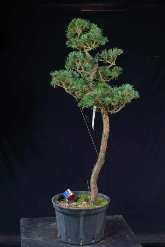 Pinus sylvestris Watereri NIW.19