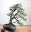Pinus sylvestris #07
