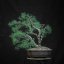 Pinus sylvestris #13